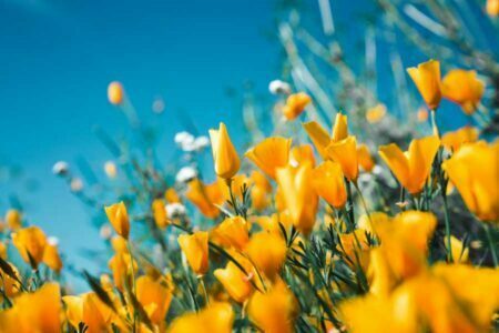 Stauden: Pflanzen für den Garten