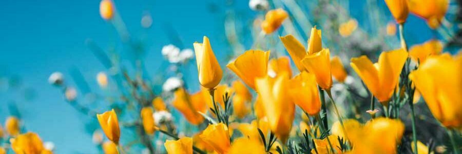 Stauden: Pflanzen für den Garten