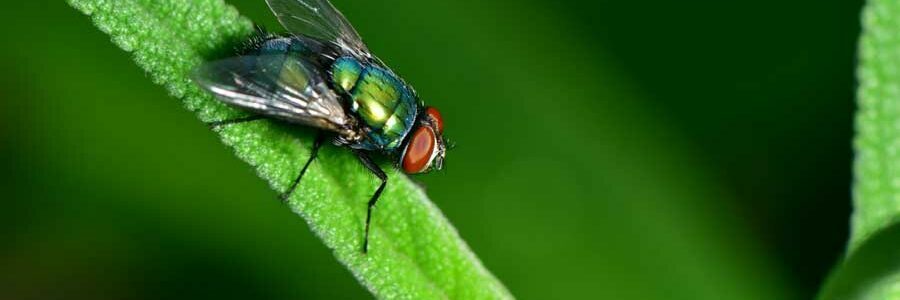 Fliegen vertreiben: die besten Hausmittel und Fliegenfallen